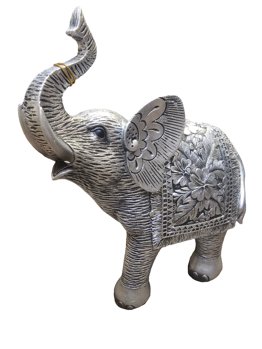 Hibiscus Silver Elephant Extra Large