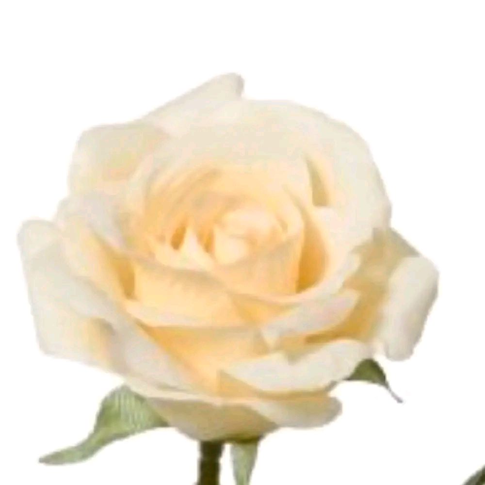 55cm Polyester Rose on Stem Artificial Flower