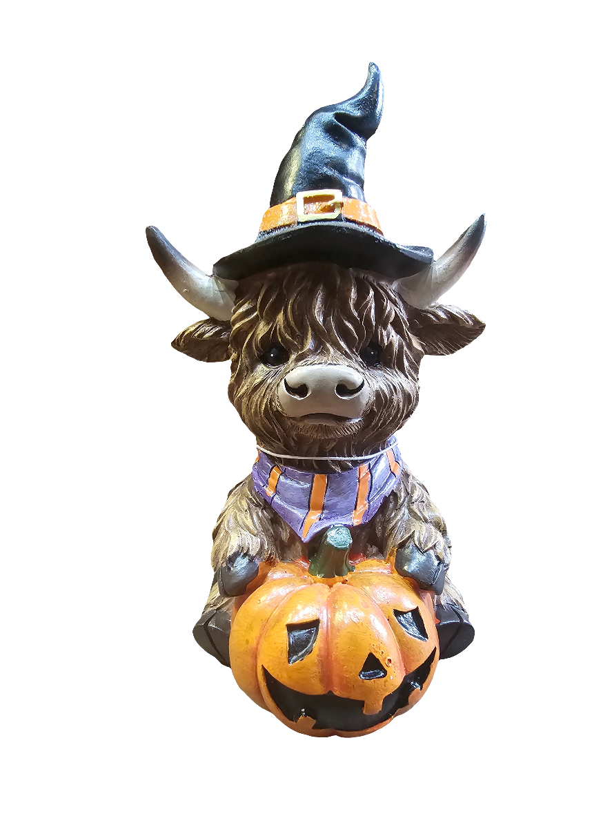 Highland Cow sitting with pumpkin