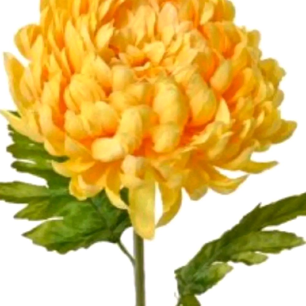 Decorative Chrysanthemum Yellow Flower on Stem, 74cm