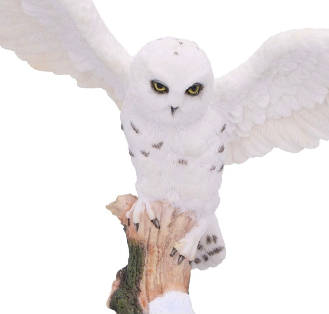 Snowfall 18cm
Snowfall - Majestic owl in winter scene