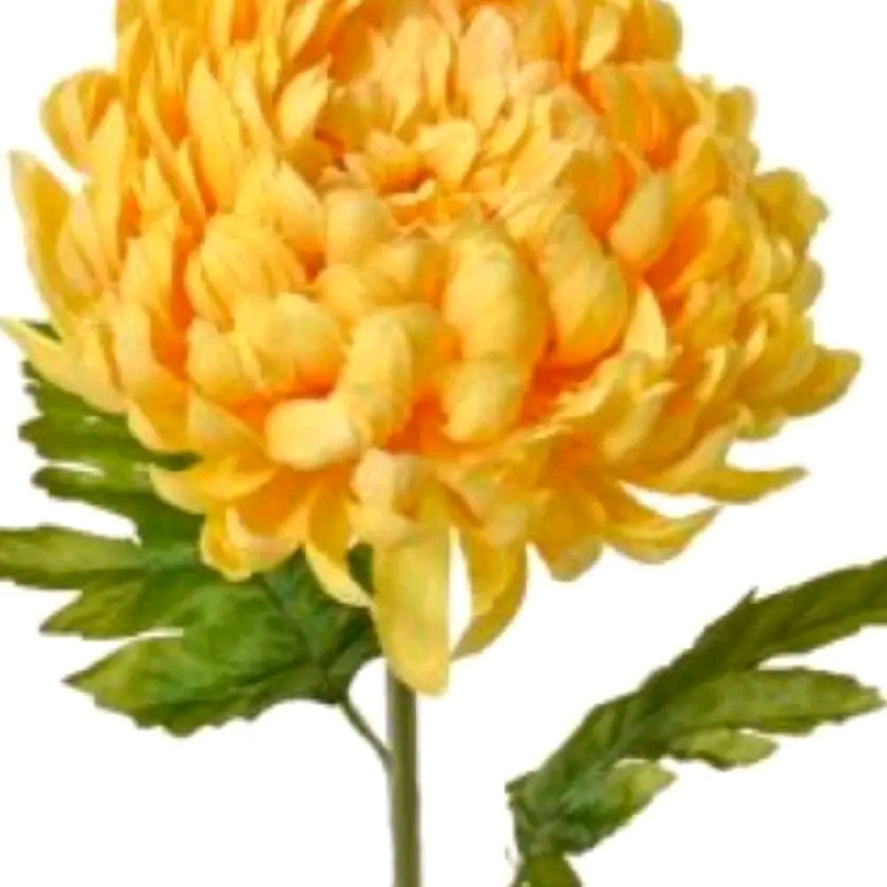 Decorative Chrysanthemum Yellow Flower on Stem, 74cm